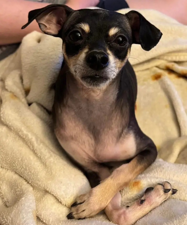 Самые обаятельные и хулиганистые собаки