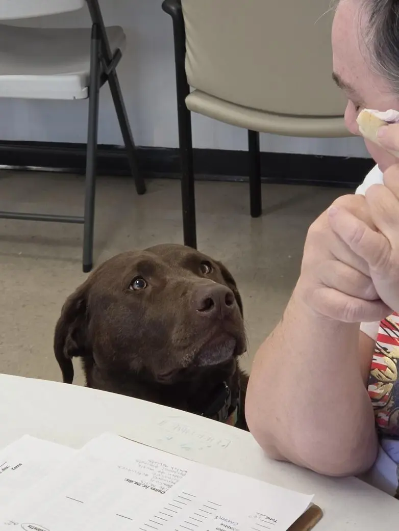 Самые обаятельные и хулиганистые собаки