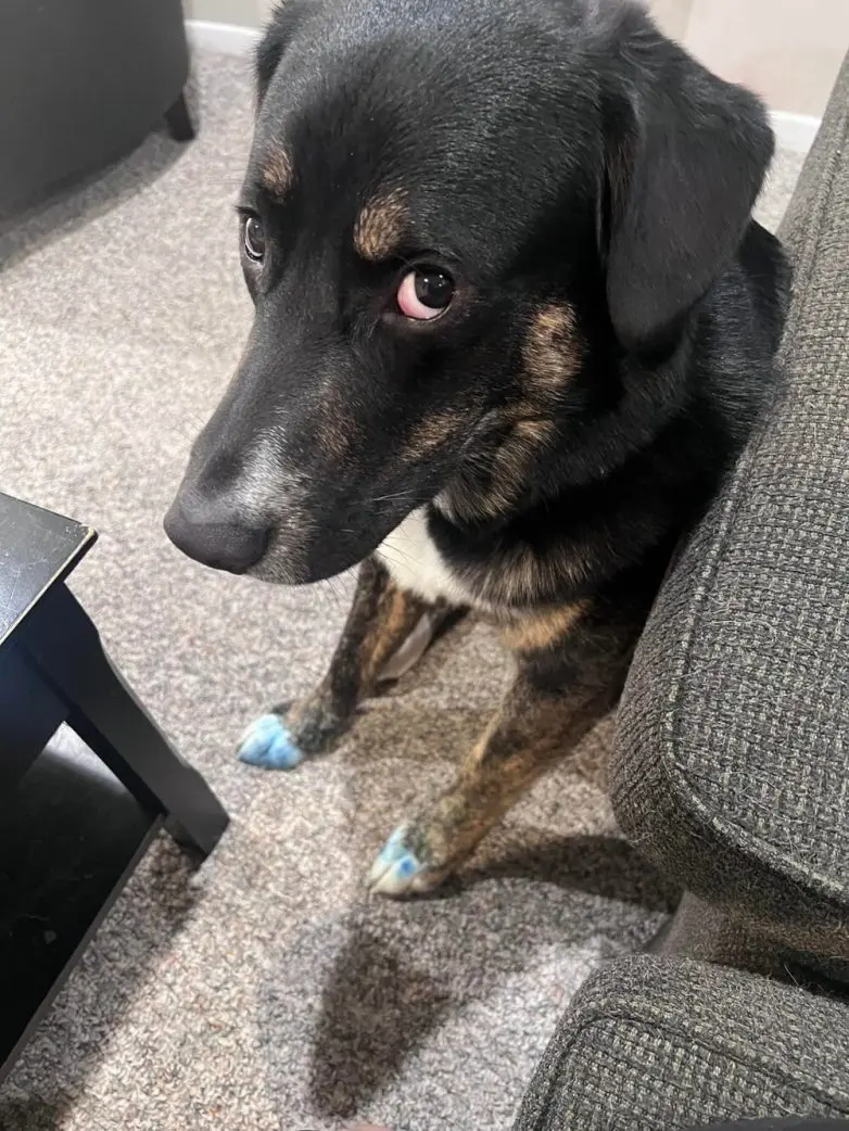 Самые обаятельные и хулиганистые собаки