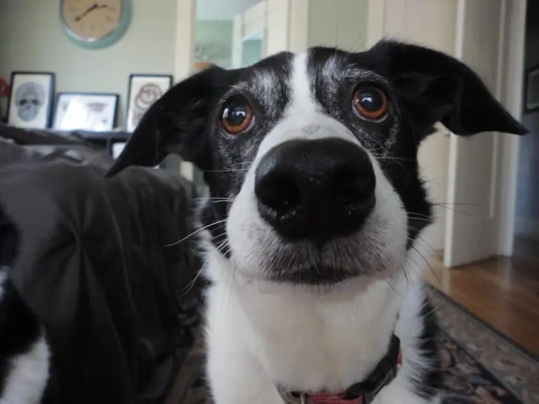 Самые обаятельные и хулиганистые собаки