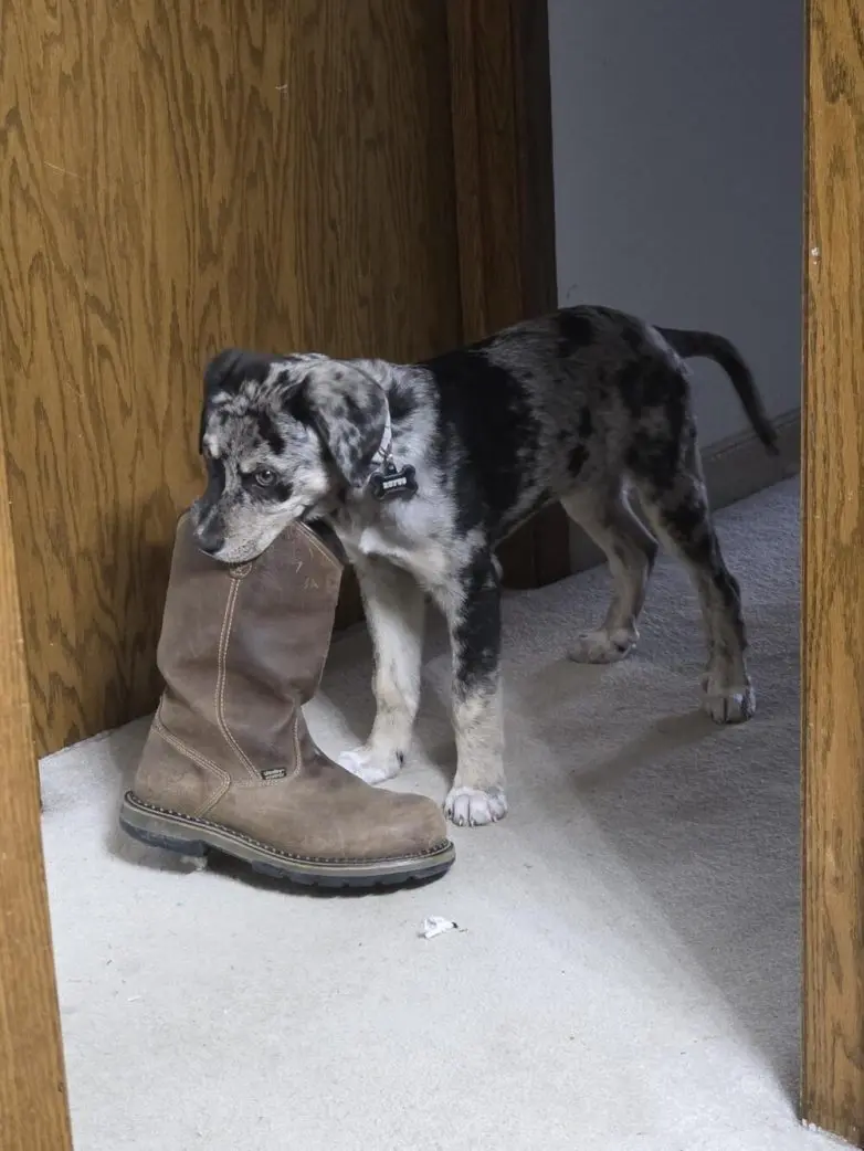 Самые обаятельные и хулиганистые собаки