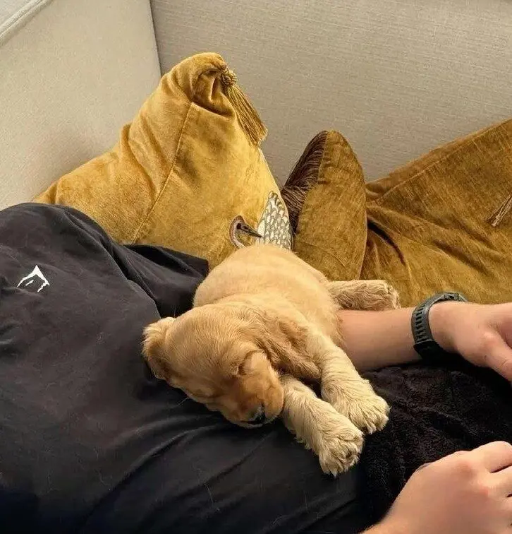 Самые обаятельные и хулиганистые собаки