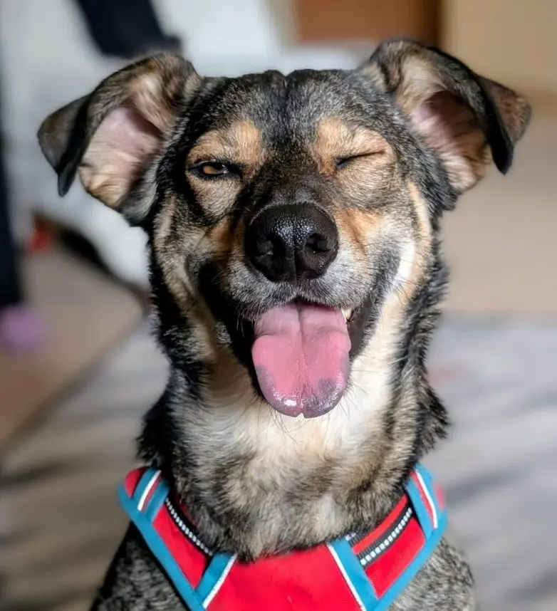 Самые обаятельные и хулиганистые собаки