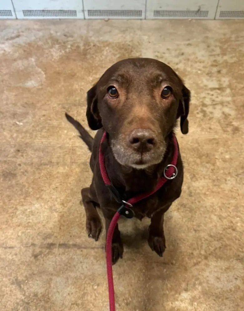 Самые обаятельные и хулиганистые собаки