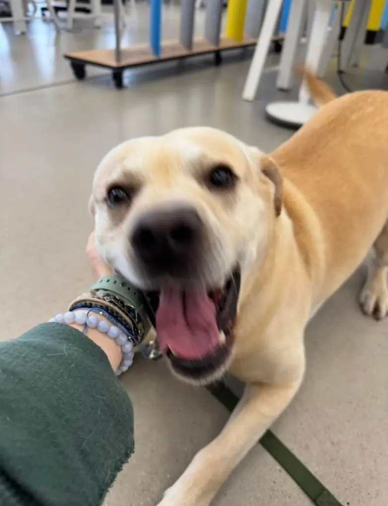 Самые обаятельные и хулиганистые собаки