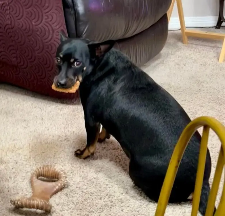 Самые обаятельные и хулиганистые собаки