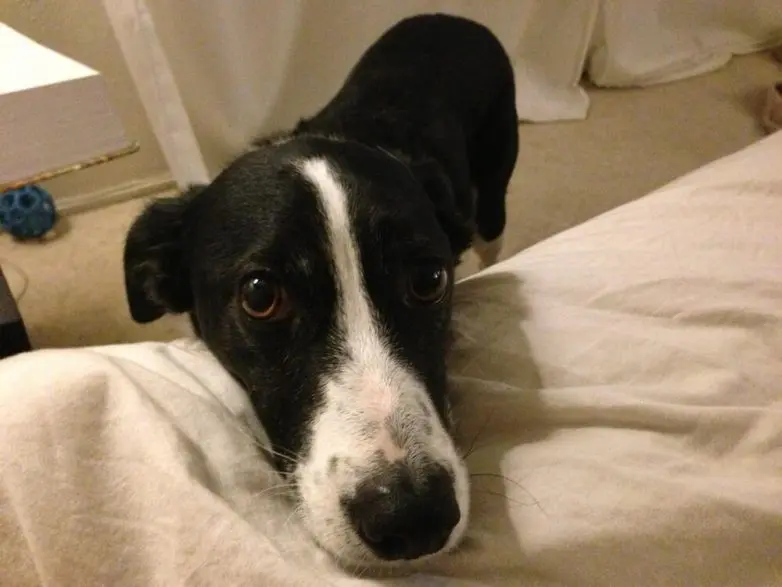 Самые обаятельные и хулиганистые собаки