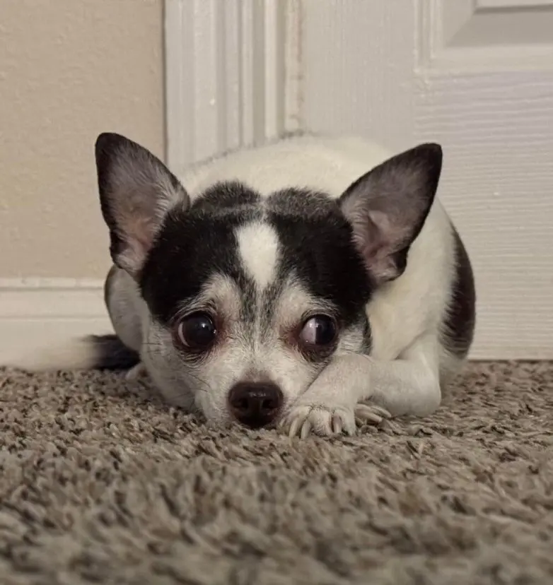 Самые обаятельные и хулиганистые собаки