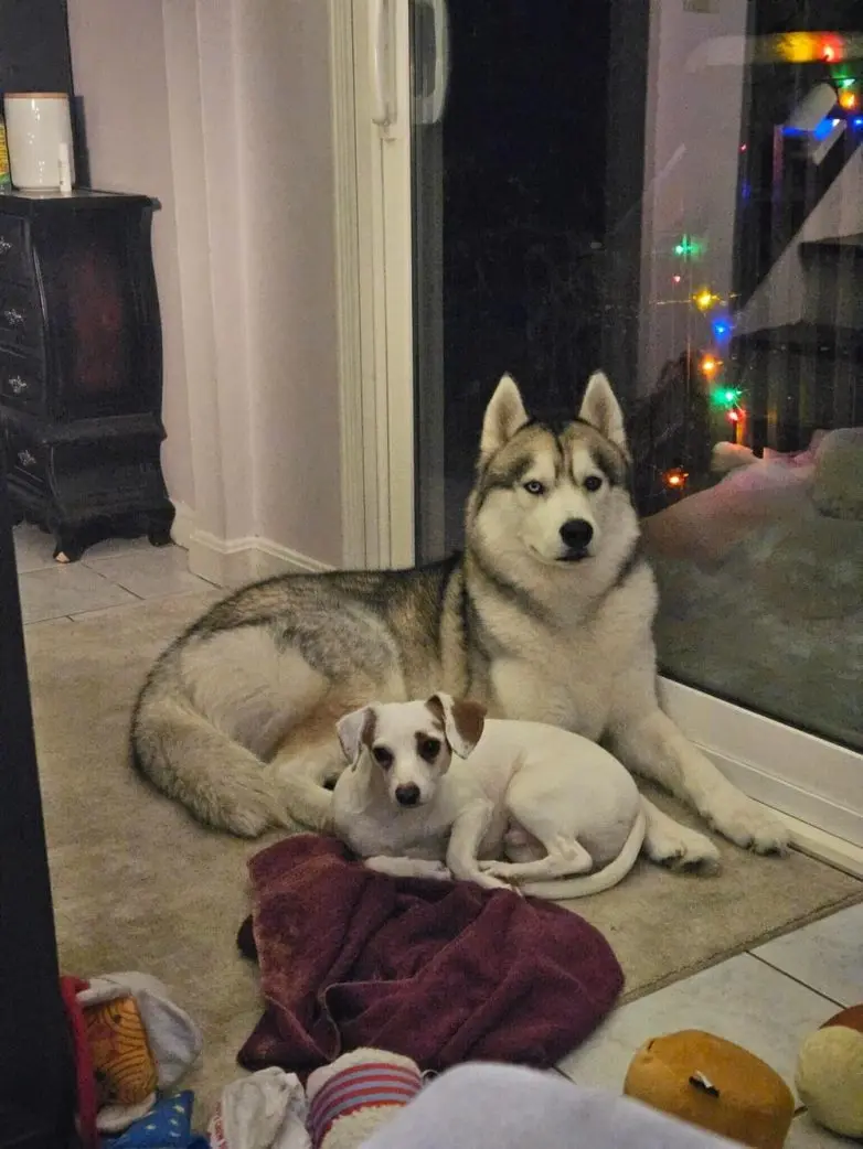 Самые обаятельные и хулиганистые собаки