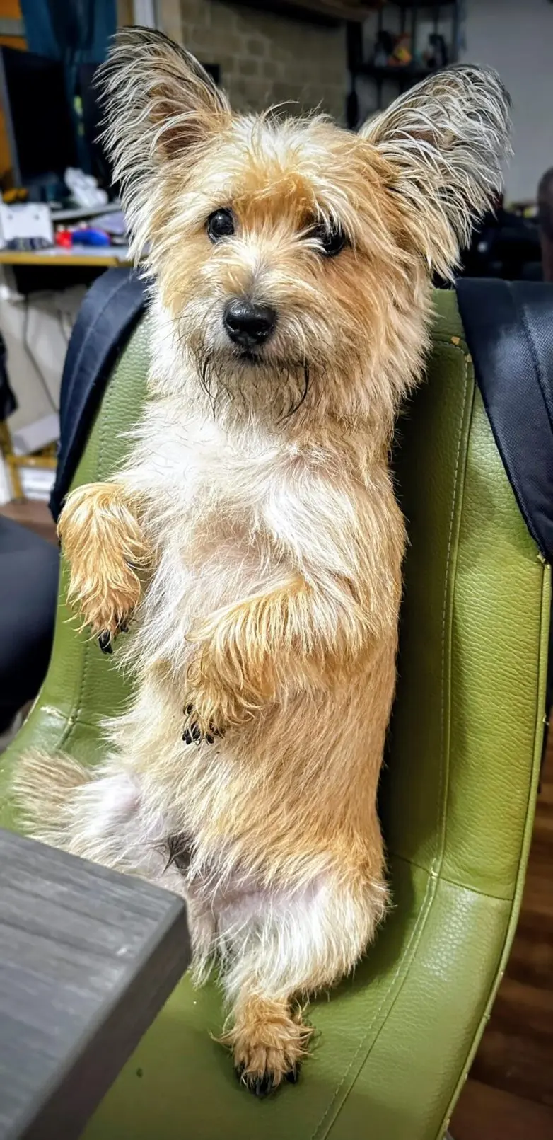 Самые обаятельные и хулиганистые собаки