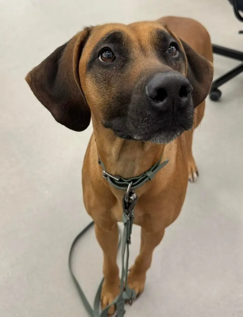 Самые обаятельные и хулиганистые собаки