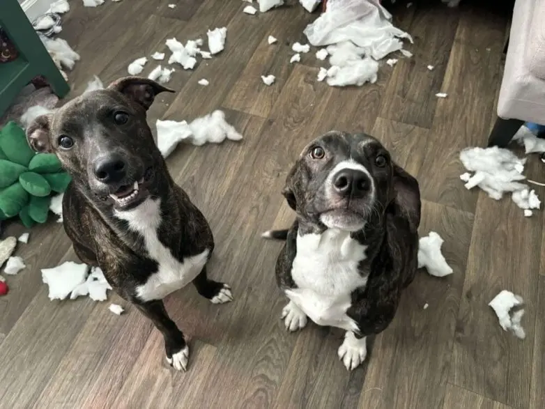 Самые обаятельные и хулиганистые собаки