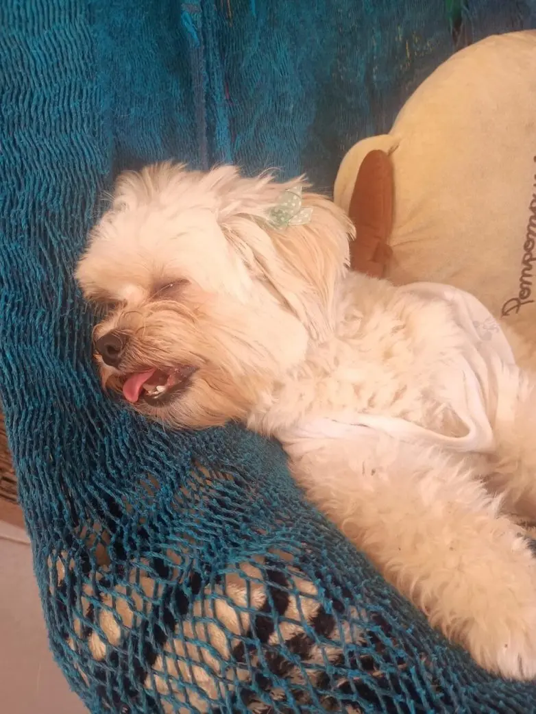 Самые обаятельные и хулиганистые собаки