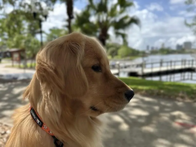 Самые обаятельные и хулиганистые собаки