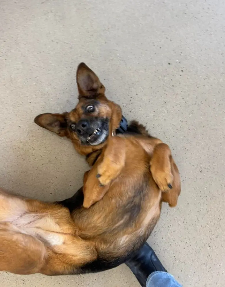 Самые обаятельные и хулиганистые собаки