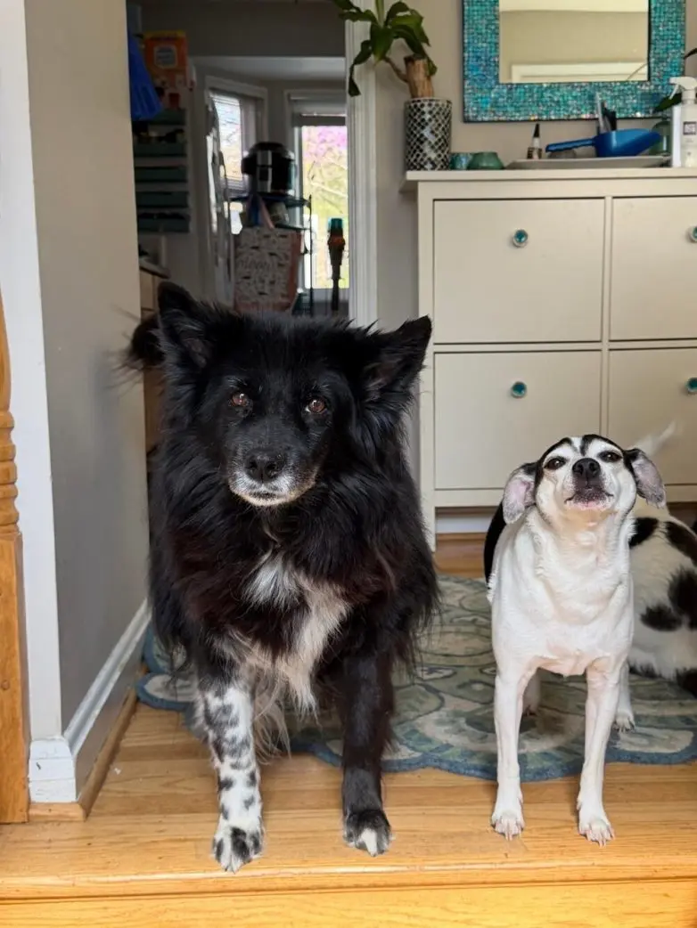 Самые обаятельные и хулиганистые собаки