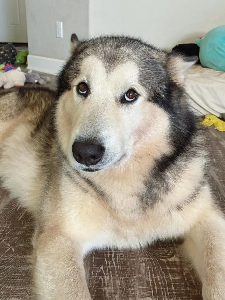 Самые обаятельные и хулиганистые собаки