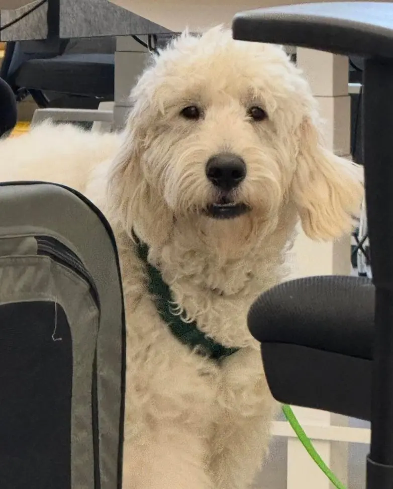 Самые обаятельные и хулиганистые собаки