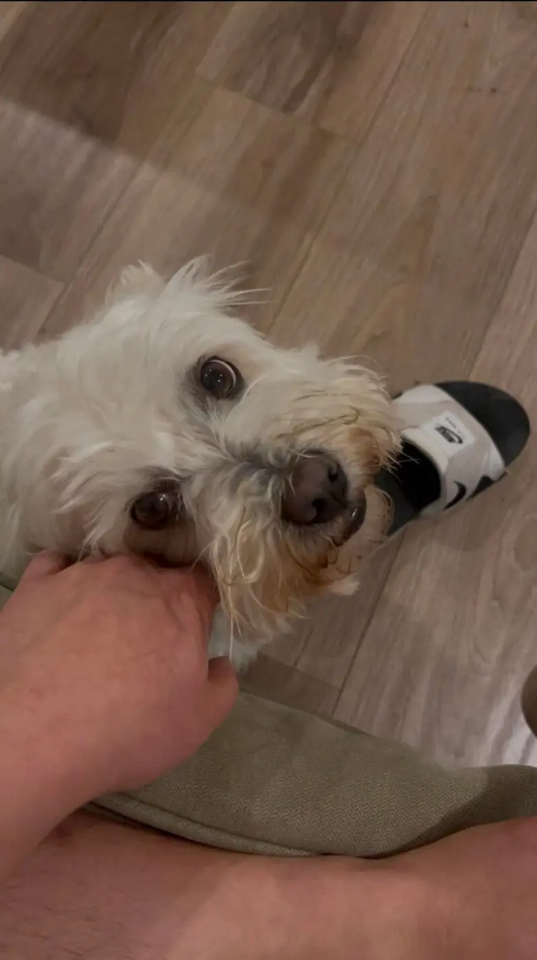 Самые обаятельные и хулиганистые собаки