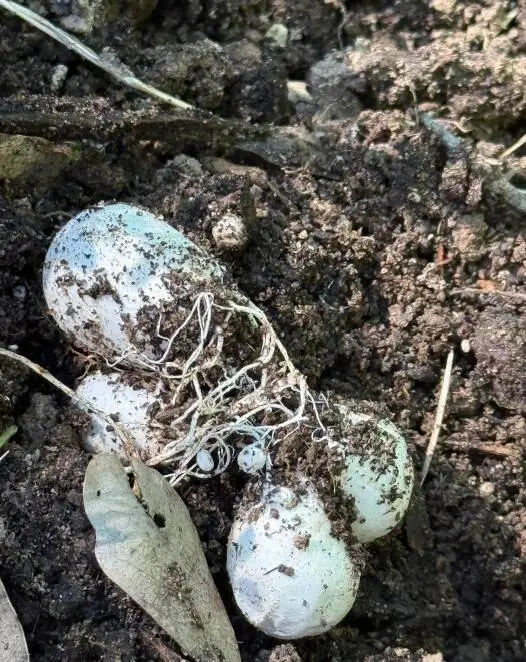 15 загадочных предметов, которые озадачили людей: угадайте, что это, перед разгадкой