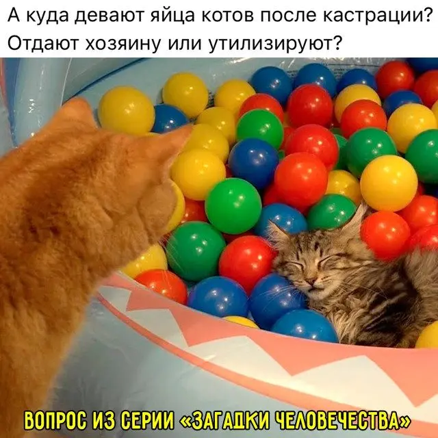 Бунт против скуки: мемы, которые не подчиняются логике