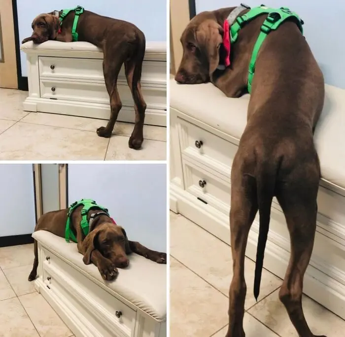 Животные-актеры: 17 питомцев, которые заслуживают "Оскар" за драматизм