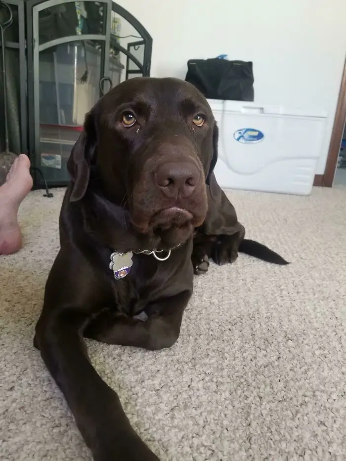 Животные-актеры: 17 питомцев, которые заслуживают "Оскар" за драматизм