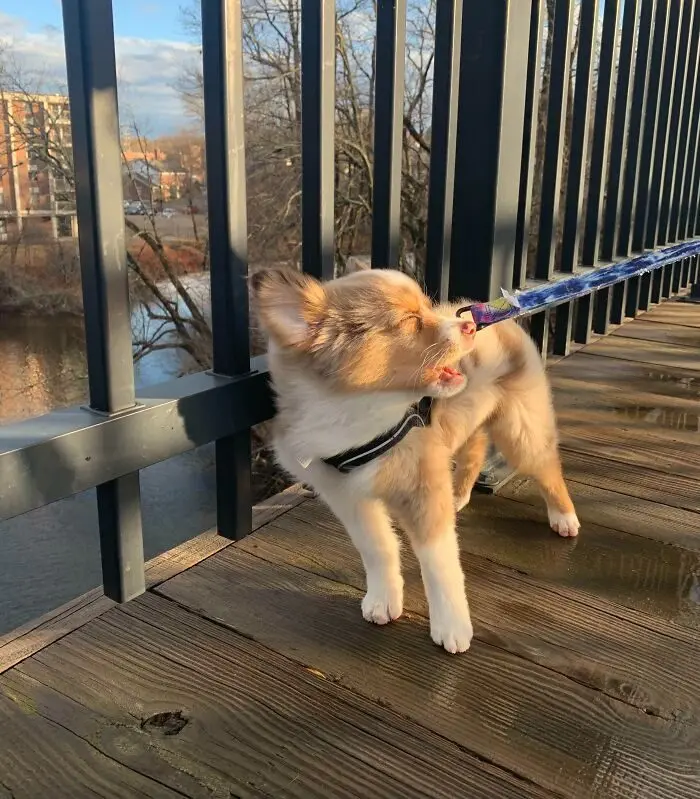 Животные-актеры: 17 питомцев, которые заслуживают "Оскар" за драматизм