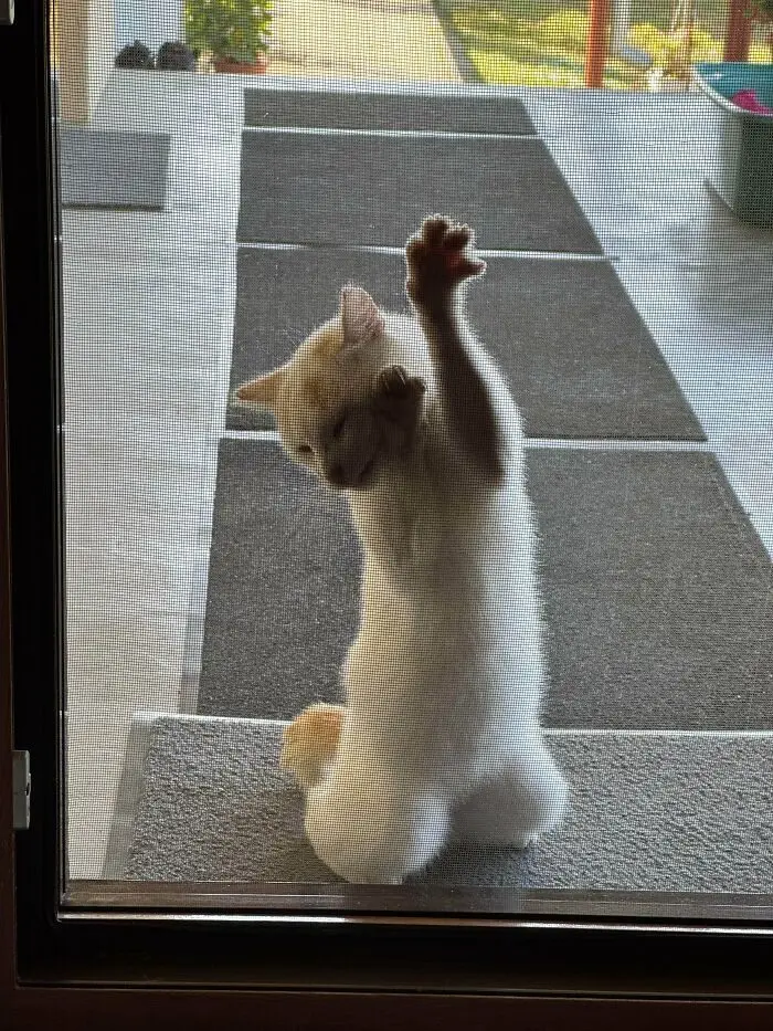 Животные-актеры: 17 питомцев, которые заслуживают "Оскар" за драматизм