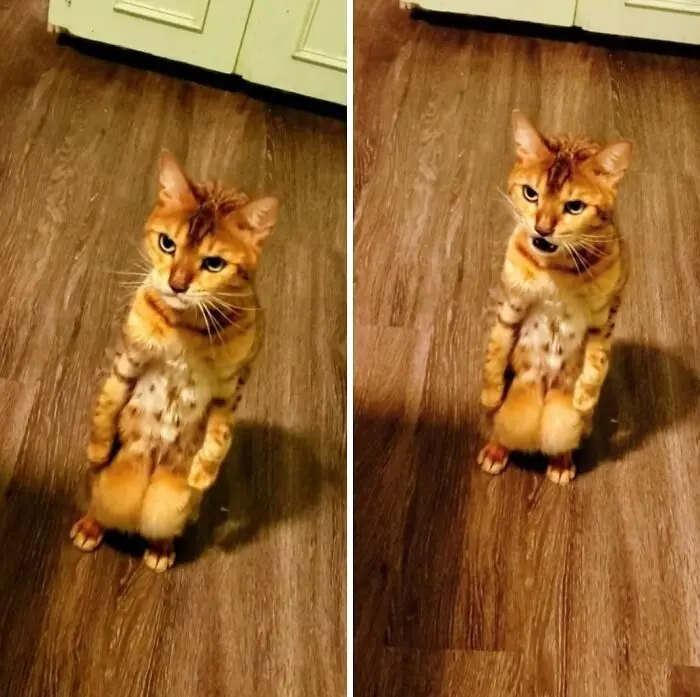 Животные-актеры: 17 питомцев, которые заслуживают "Оскар" за драматизм