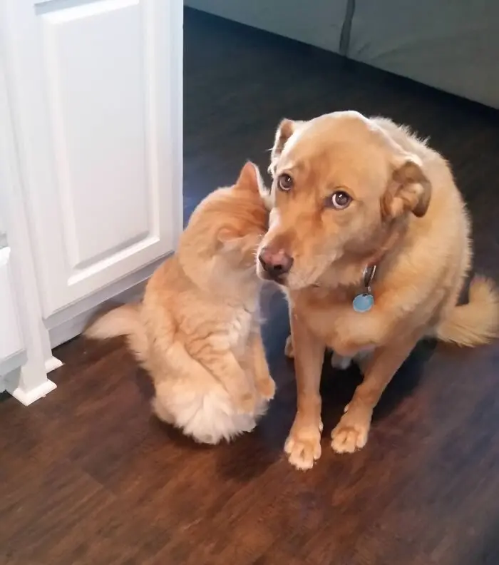 Животные-актеры: 17 питомцев, которые заслуживают "Оскар" за драматизм