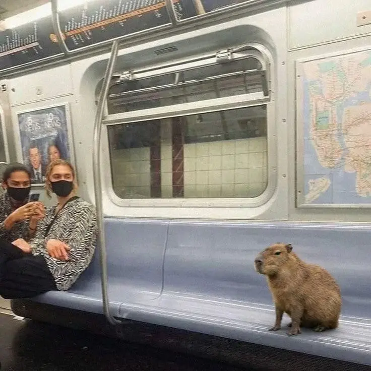 Мир, который умеет дурачиться: 28 фото, от которых становится весело