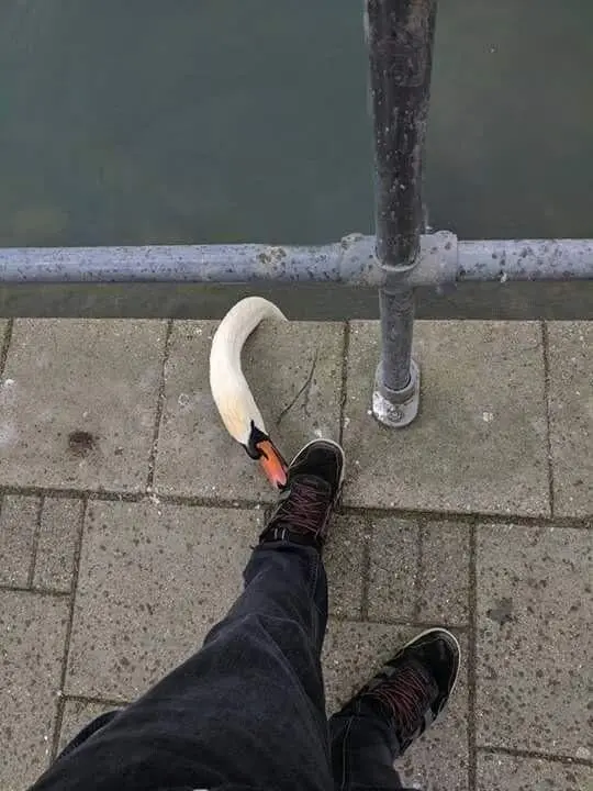 Мир, который умеет дурачиться: 28 фото, от которых становится весело