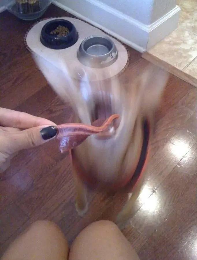 Мир, который умеет дурачиться: 28 фото, от которых становится весело