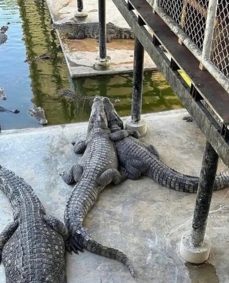 Мир, который умеет дурачиться: 28 фото, от которых становится весело