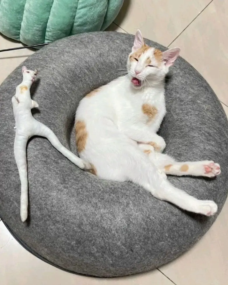 Мир, который умеет дурачиться: 28 фото, от которых становится весело