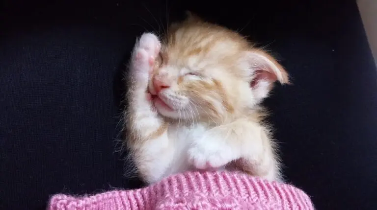 Что снится нашим кошкам? Удивительные факты о сновидениях питомцев