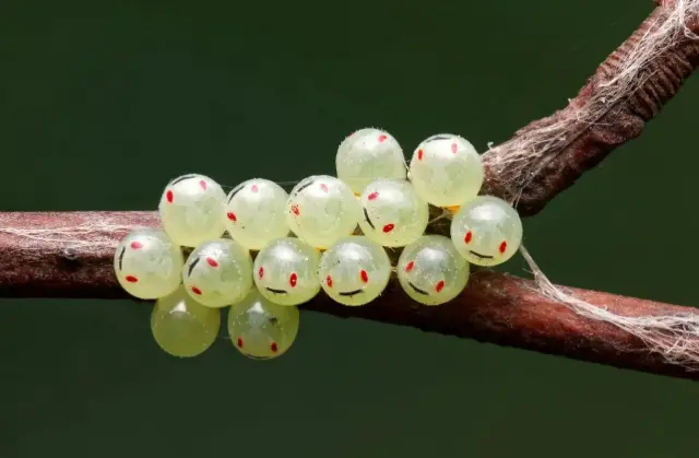 Природа с чувством юмора: самые нелепые и смешные кадры с конкурса Nature Photography Contest 2025