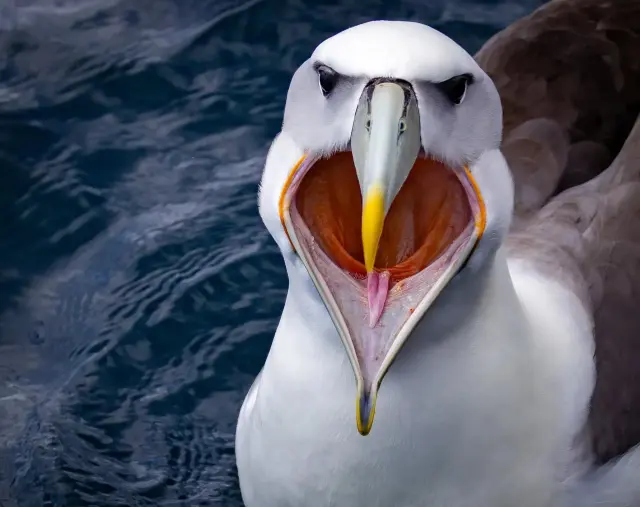 Природа с чувством юмора: самые нелепые и смешные кадры с конкурса Nature Photography Contest 2025