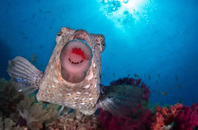 Природа с чувством юмора: самые нелепые и смешные кадры с конкурса Nature Photography Contest 2025