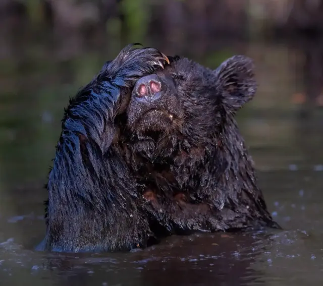 Природа с чувством юмора: самые нелепые и смешные кадры с конкурса Nature Photography Contest 2025