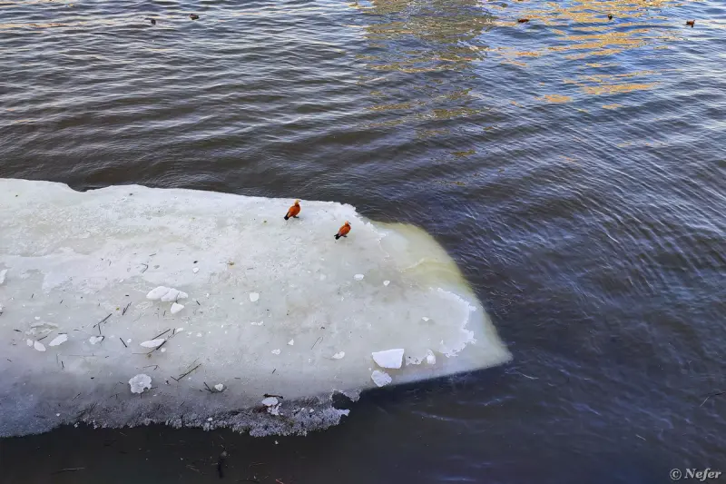 «Небесные виллы» на Бадаевском: как идет стройка самого скандального проекта Москвы