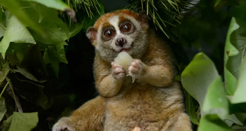 15 зверей, чья милота смертельно опасна