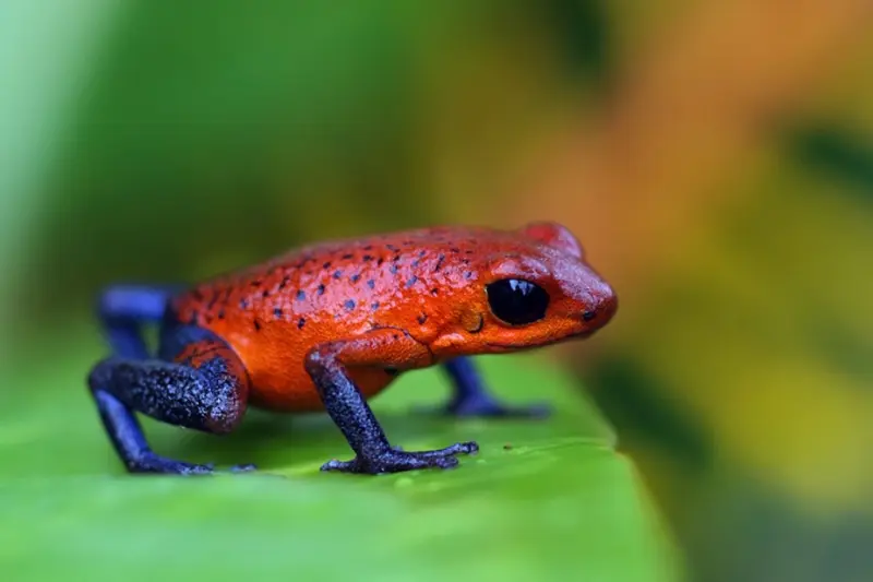 Дельфин опасное животное