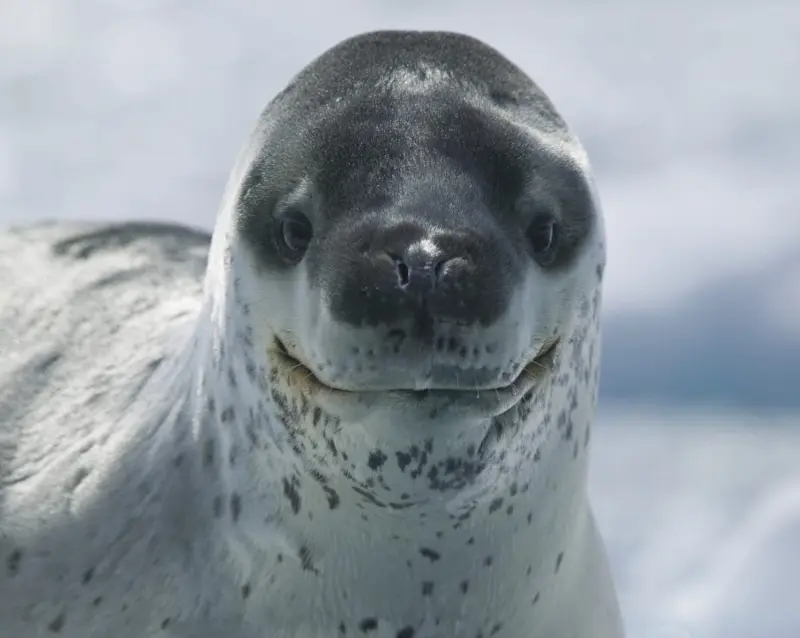 Дикая собака динго нападение