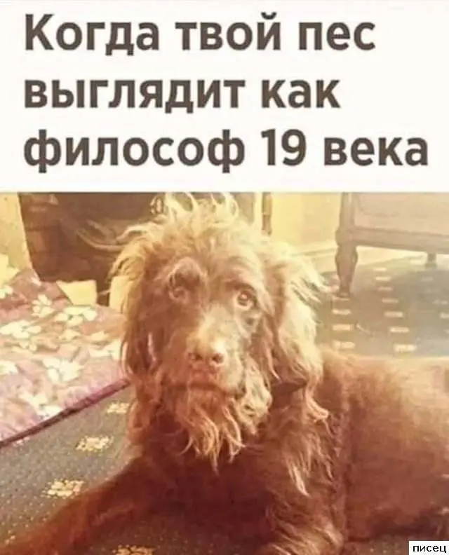 Смешная подборка приколов Писца на тему "Когда"