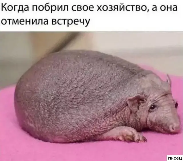 Смешная подборка приколов Писца на тему 