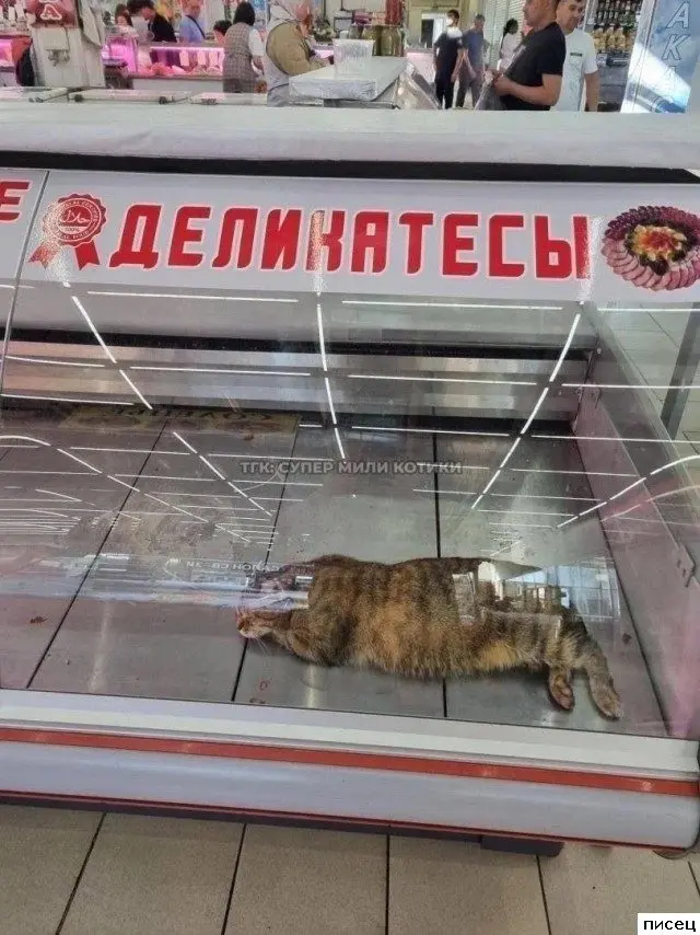 Свежая порция юмора: подборка прикольных картинок