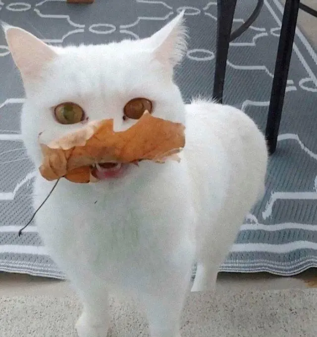 28 уморительных котиков для поднятия настроения