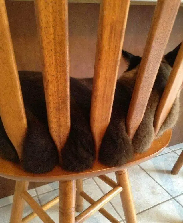 28 уморительных котиков для поднятия настроения